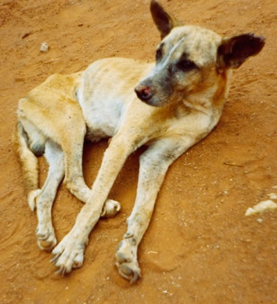 Cão enferno (Reprodução)