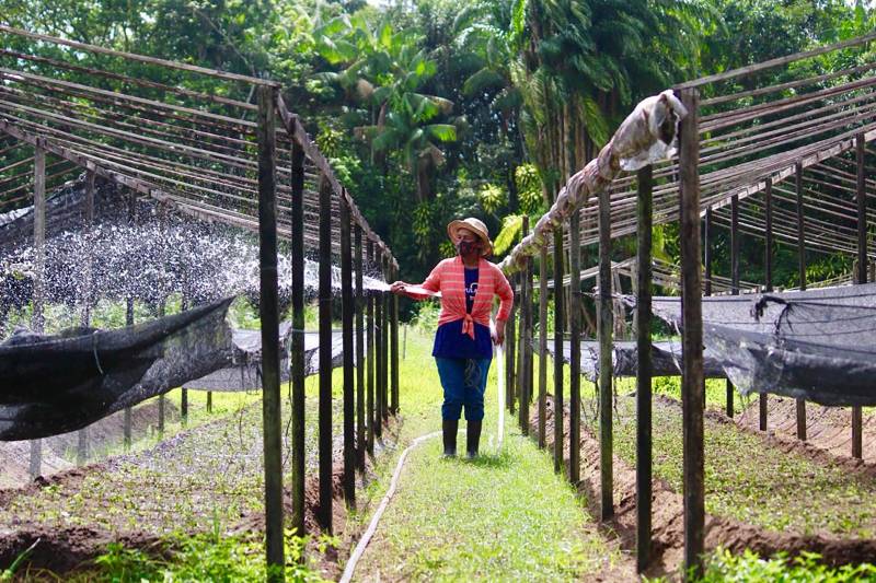 Parauapebas Emater E Prefeitura Articulam Parceria Para Beneficiar